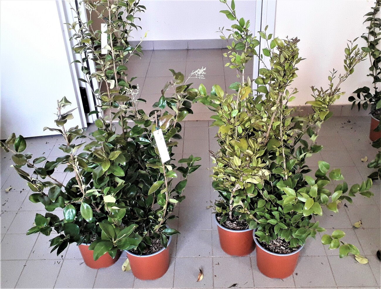 Sostegno per piante in bambù - URBAN VEGETABLE - Jardins de Babylone -  traliccio / per zone urbane / per piante aromatiche