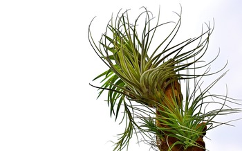 Piante aeree di tillandsia cilected Floccaggio artificiale Bromeliacee  finte Piante ad aria sospese di simulazione per la decorazione domestica 1  pz