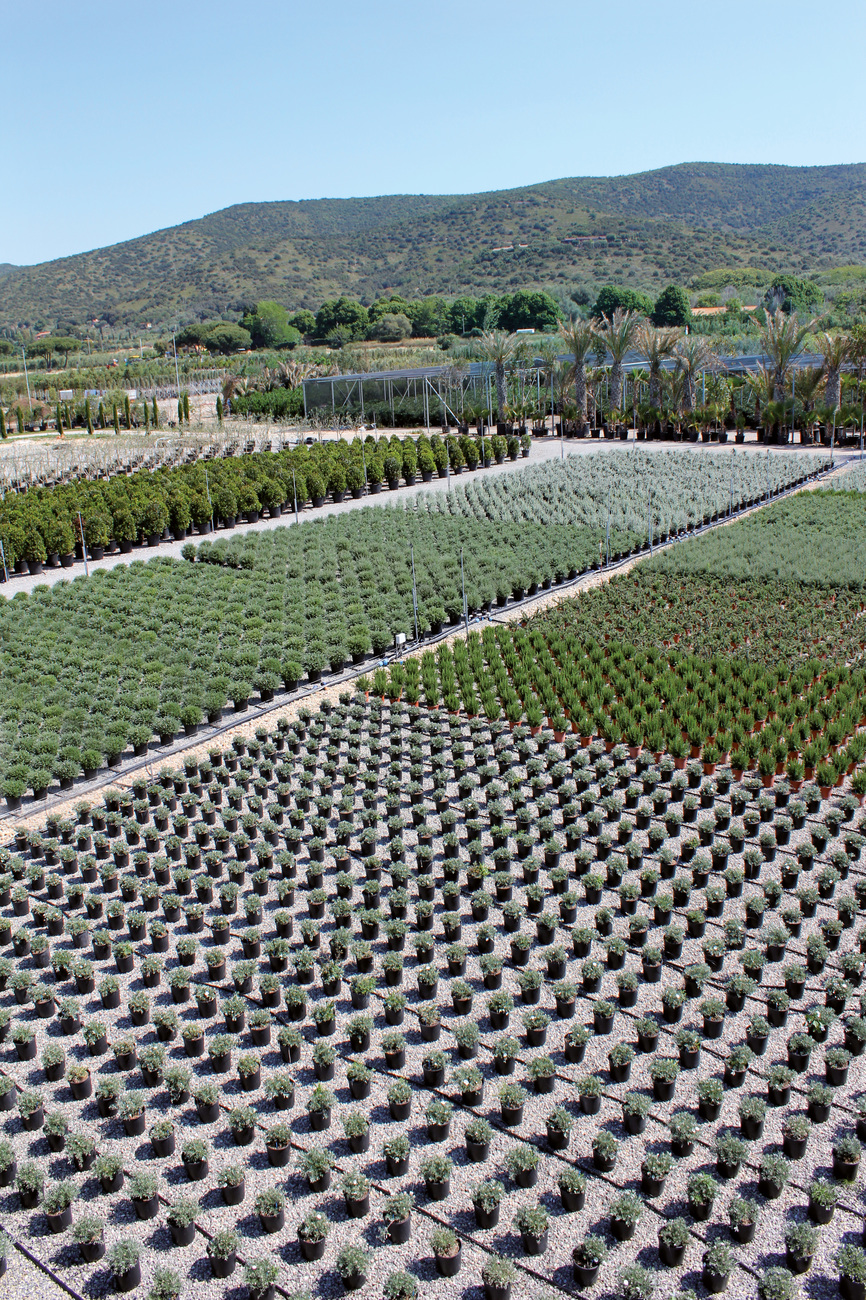 Una Nuova Visione Del Vivaismo Ornamentale Aboutplants